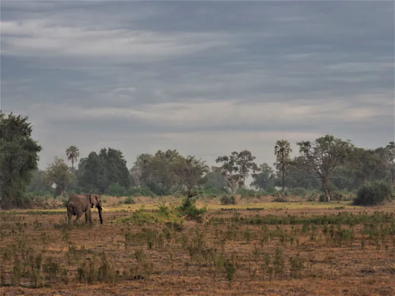 Elephant walking across dry savanna grassland with scattered trees and overcast sky