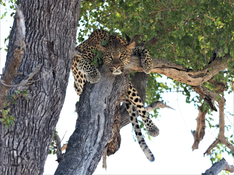 Leopard resting on a thick tree branch, front paws dangling, looking down at the camera