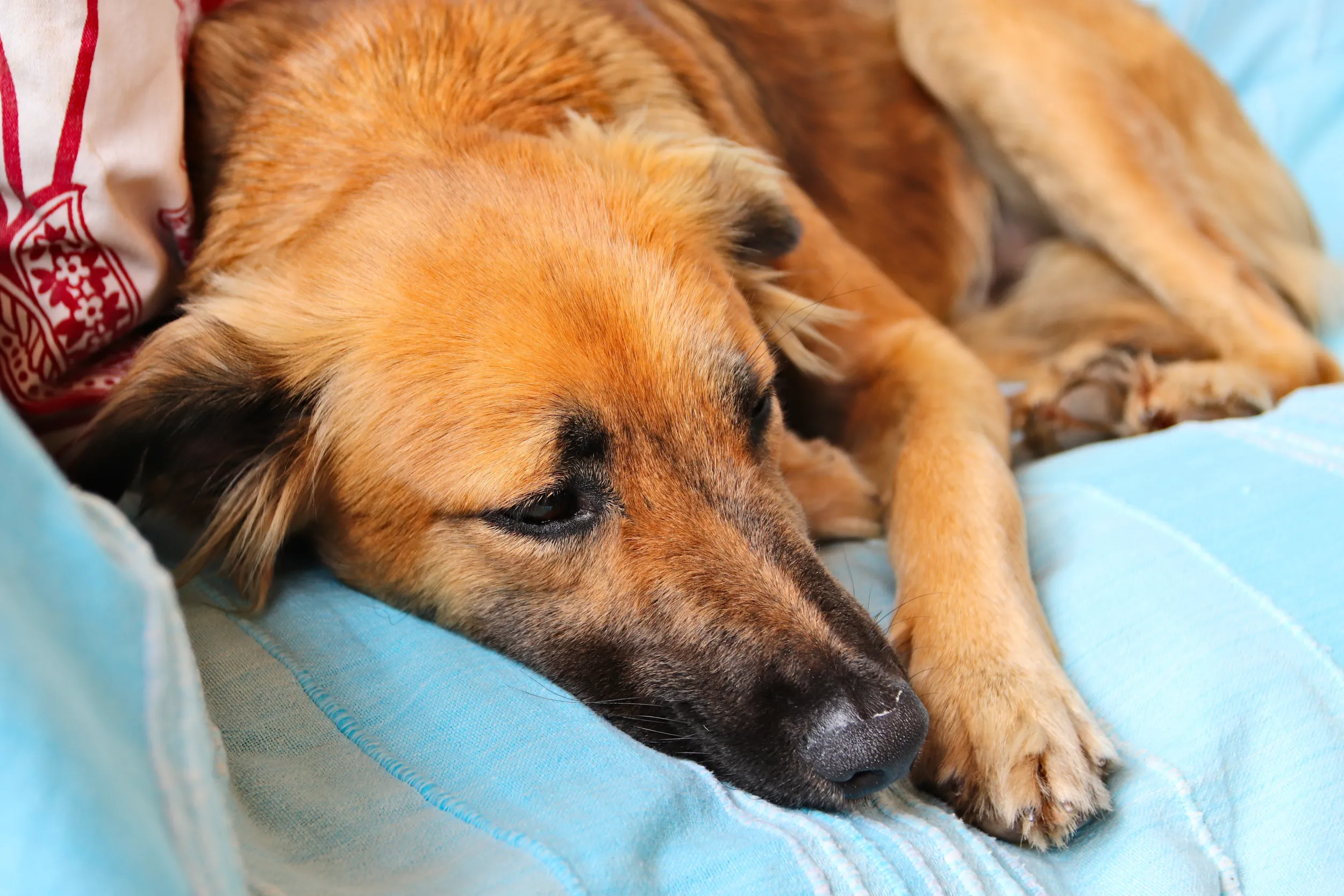 Close-up of a senior brown dog resting its head on a light blue blanket, eyes half-closed in relaxation