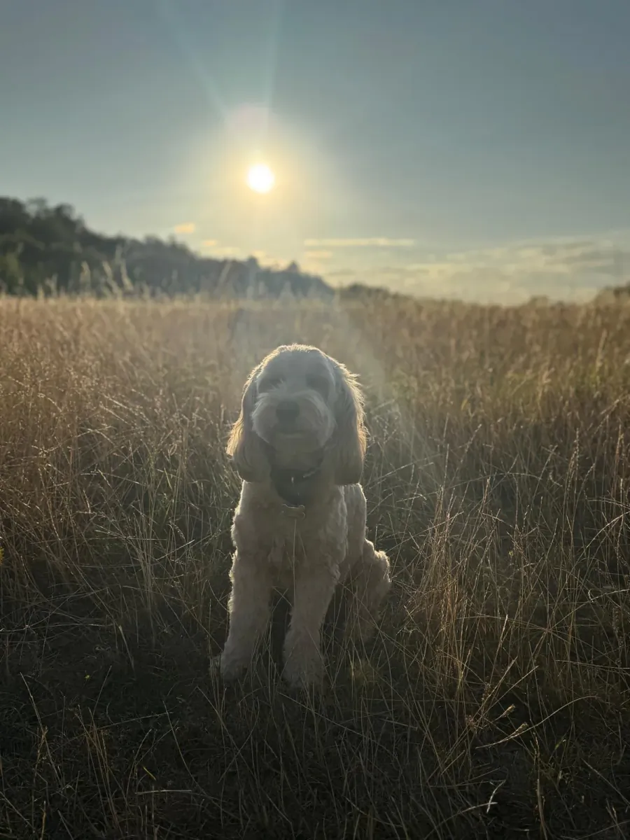 Hero - Company Pup – Hero is the company’s four-legged chief of fun. This lovable Cockapoo brings boundless energy, a wagging tail and questionable levels of enthusiasm to every day, keeping everyone entertained, meetings lively and snacks mysteriously disappearing.