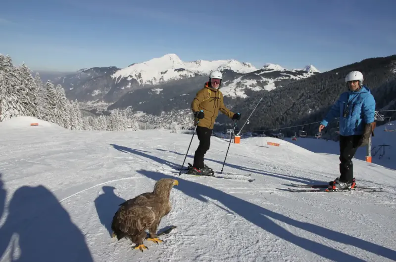 Two skiers on a snowy mountain slope with a large eagle perched in the foreground, snow-covered peaks and ski lift in the background