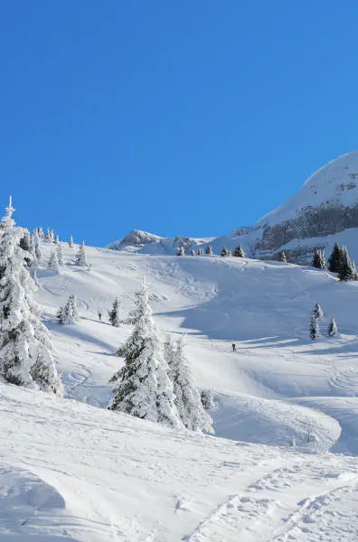 Snow-covered ski slope with tracks, lone skier, and snow-laden pine trees under clear blue sky