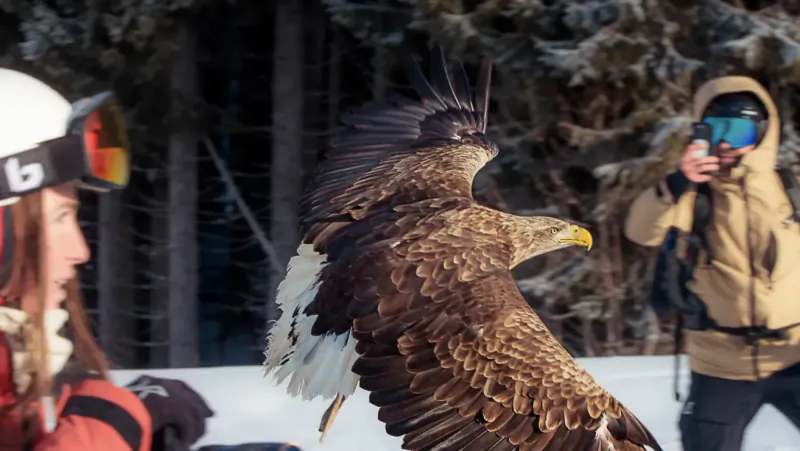 Majestic eagle with spread wings flying near two skiers in snowy mountain forest