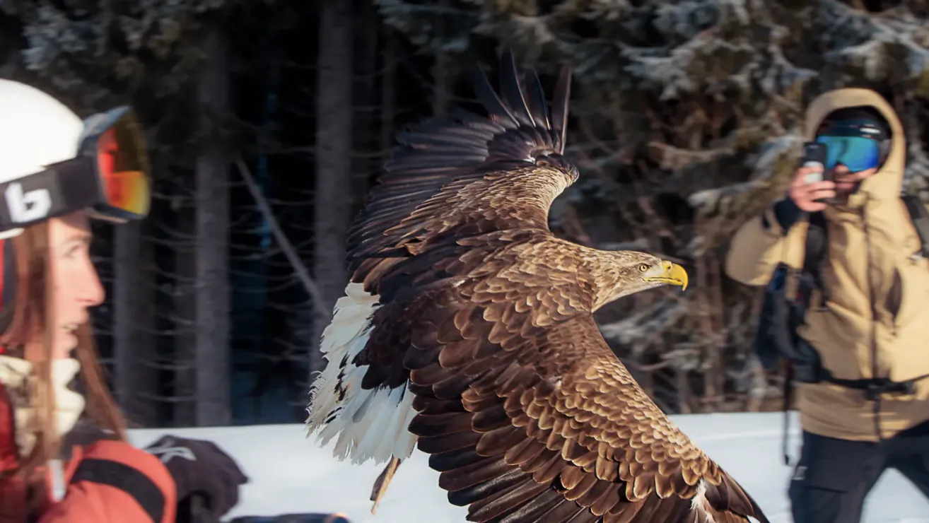 Majestic eagle with spread wings flying near two skiers in snowy mountain forest