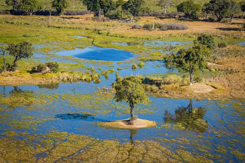 Aerial view of a wetland with blue water, green algae patches, scattered trees, and a lone tree on a small island
