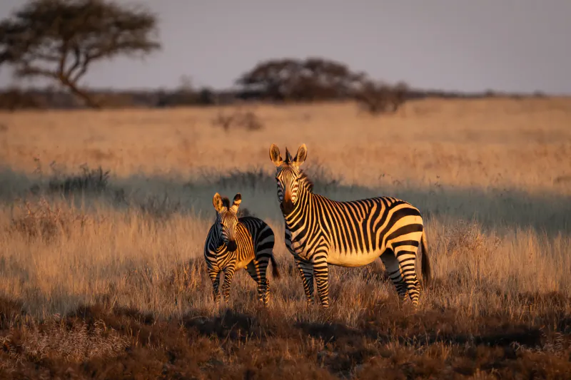 Two zebras standing in golden savanna grass at sunset with acacia trees in the background