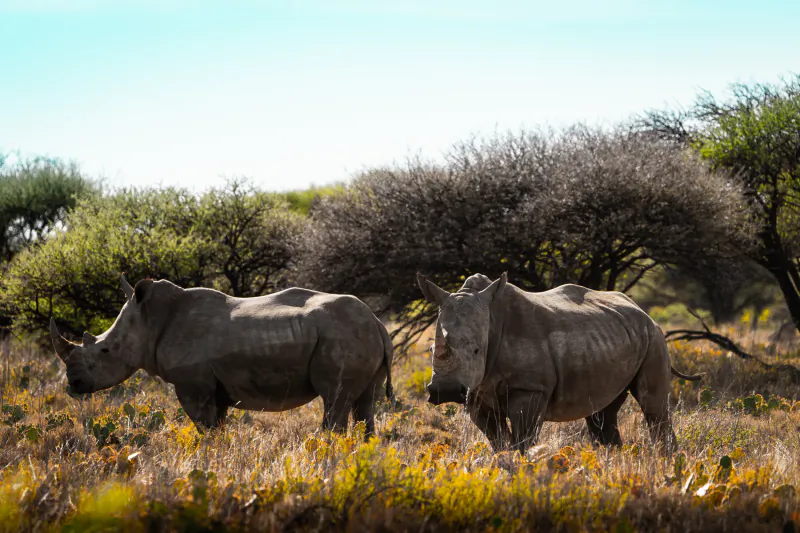 Two white rhinos standing in dry savanna grassland with trees under a clear blue sky