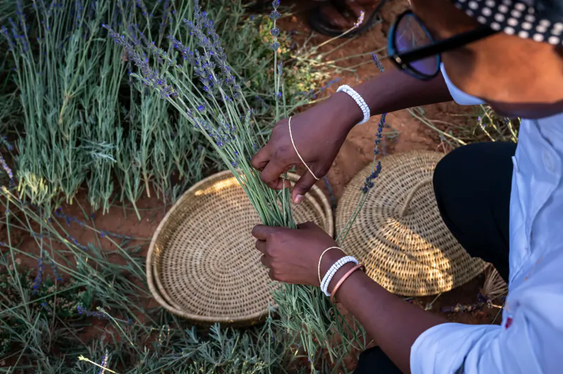 Person in blue shirt and hat tying lavender stems into a bundle over woven baskets in a field