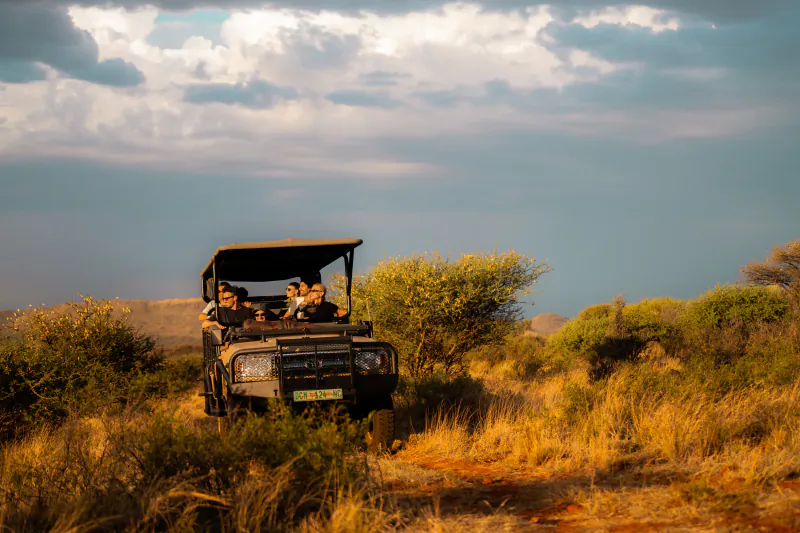Safari jeep with tourists on a game drive through golden savanna at sunset