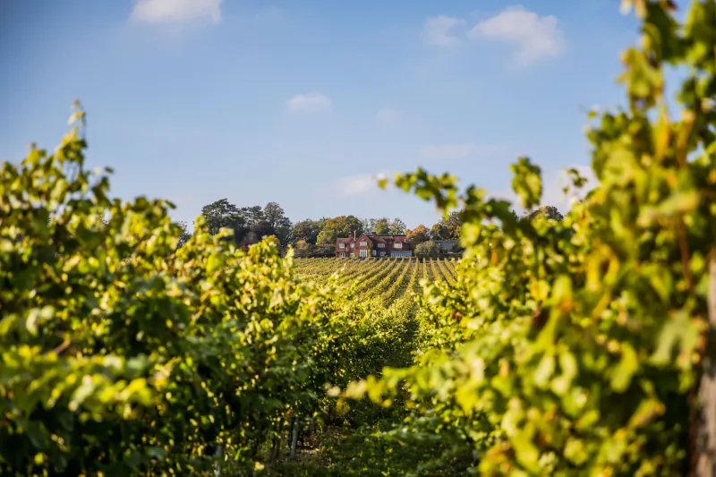 Vineyard rows leading to red brick buildings at Hambledon Wine Estate under blue sky