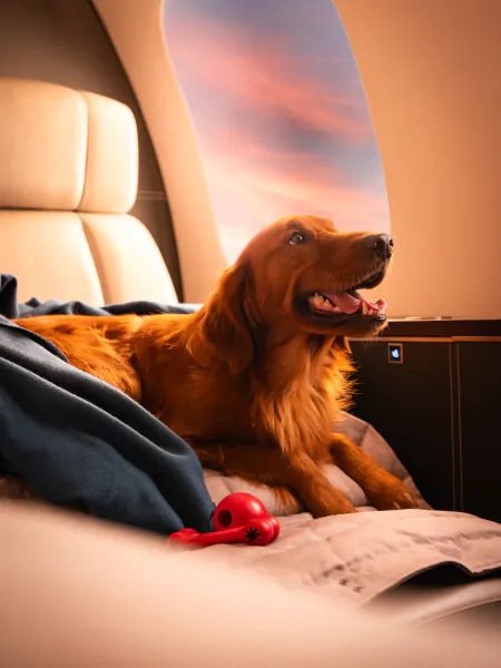 Golden retriever lying on a private jet bed with a red toy, looking out the window at sunset
